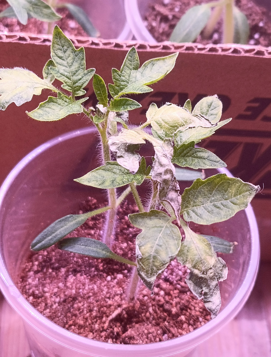 Как ни странно здесь семядоли на месте 