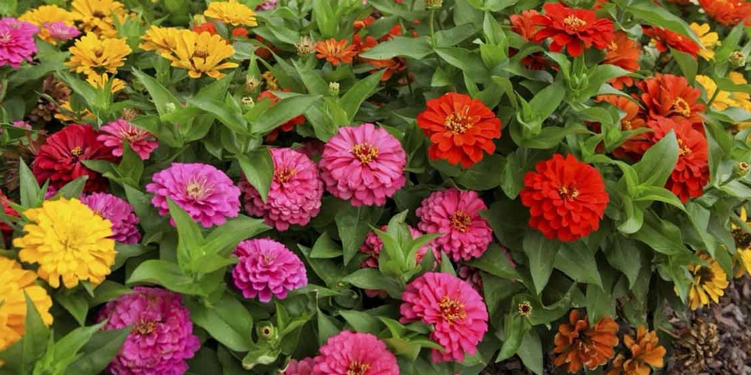 Делюсь методом выращивания махровых цинний без пересадки. 7 дачников из 10 теряют рассаду из-за этой ошибки