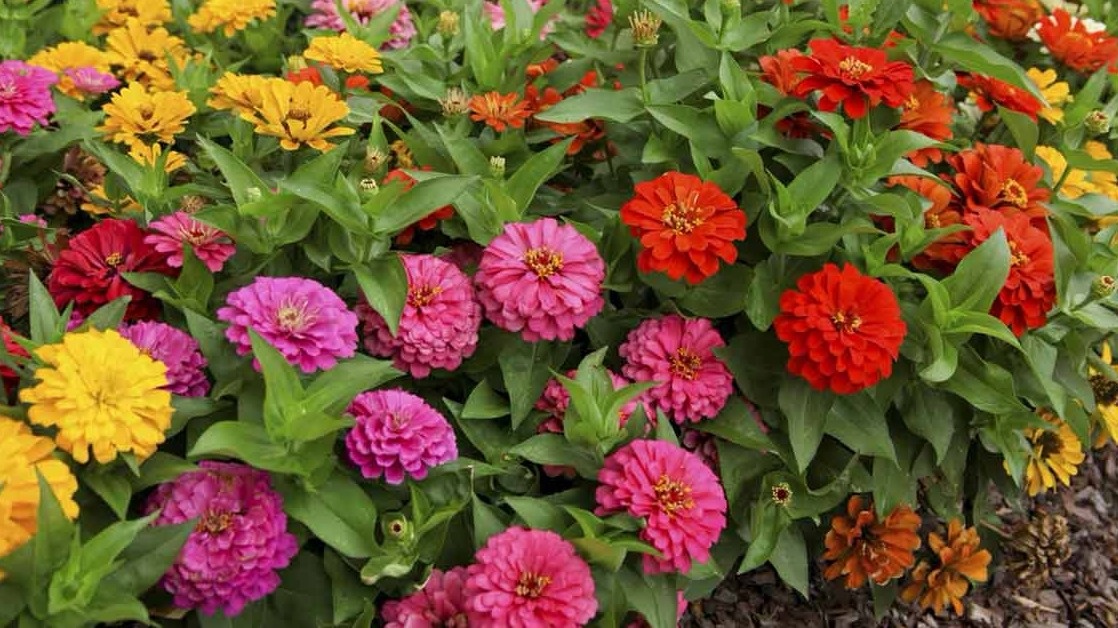 Махровые циннии, выращенные без пересадки - результат нового метода
