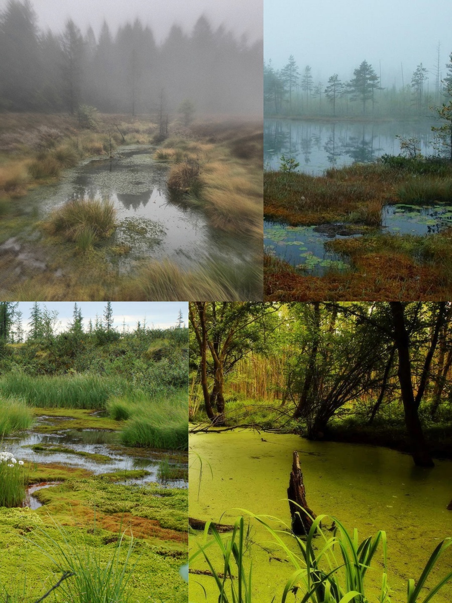 Фотоколлаж автора статьи 