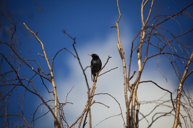    Обычно птицы прилетают в Керженский заповедник 29 марта