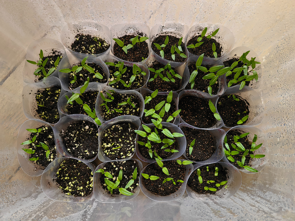 часть сортов в пластиковом контейнере от 2 марта посевы, тут два пустых стакана - Черная Лакомка и Золотой Ключик