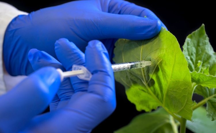   Активные вещества на основе РНК открывают новые возможности борьбы с широко распространенным вирусом растений