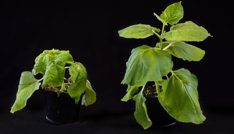     Активные вещества на основе РНК открывают новые возможности борьбы с широко распространенным вирусом растений
