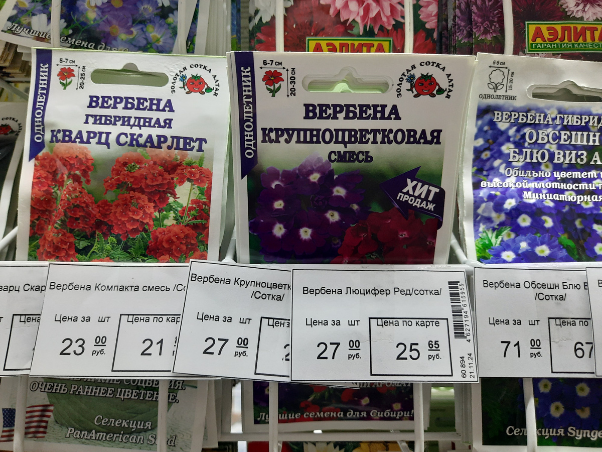 вербена