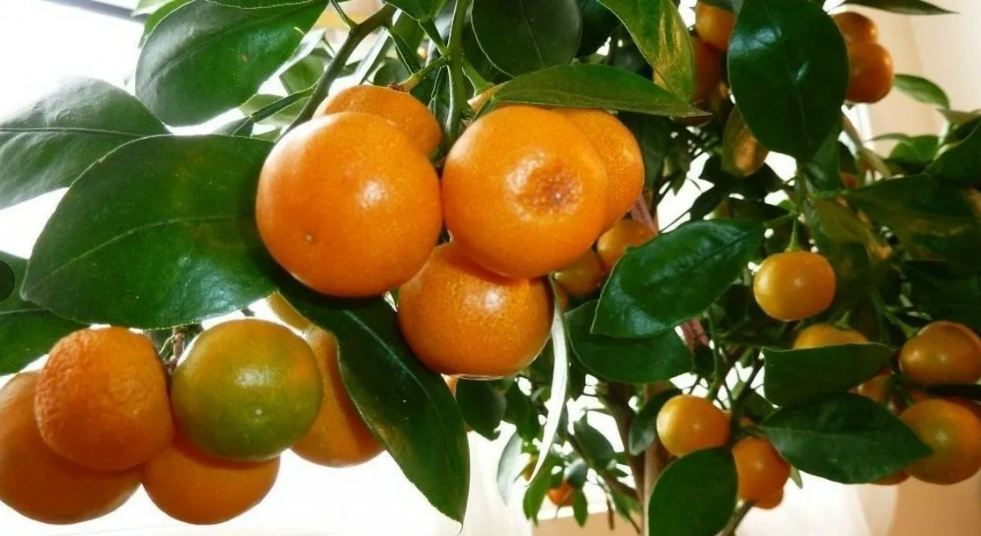 у наших комнатных мандаринов более рыхлая кожура и мякоть, но они вкусные и сладкие.