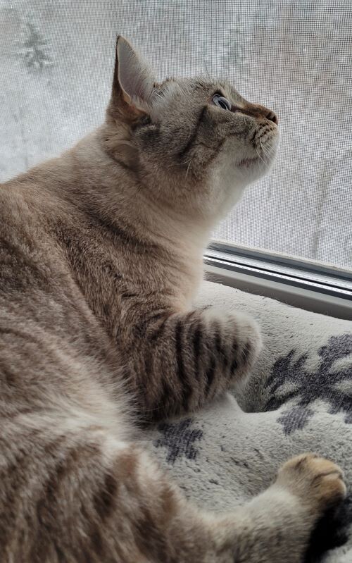 Белое... и летит!