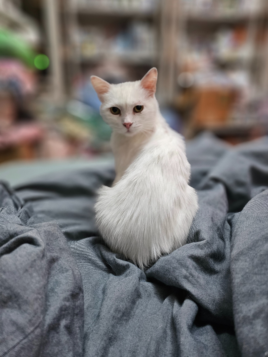 Тимоша, вылез лишай на ушах и над глазом, упала имунка