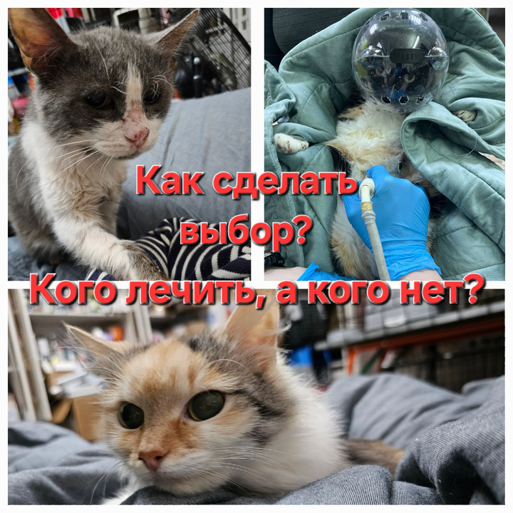Болеющие котики