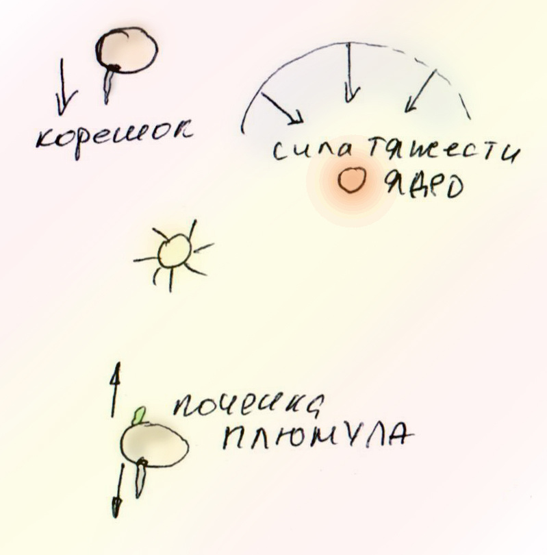 Корешок и почечка - знают, куда расти