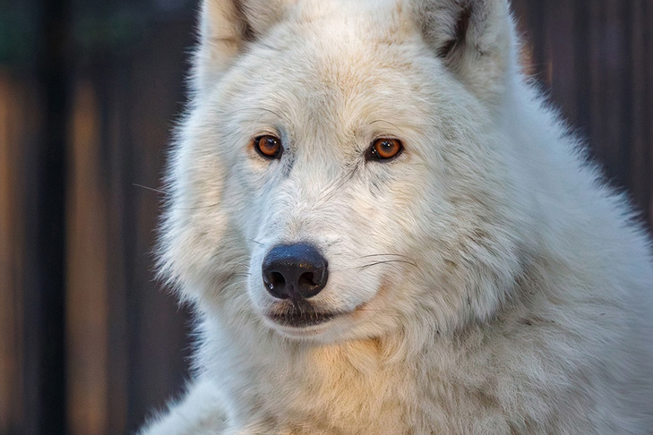    Фото Новосибирского зоопарка