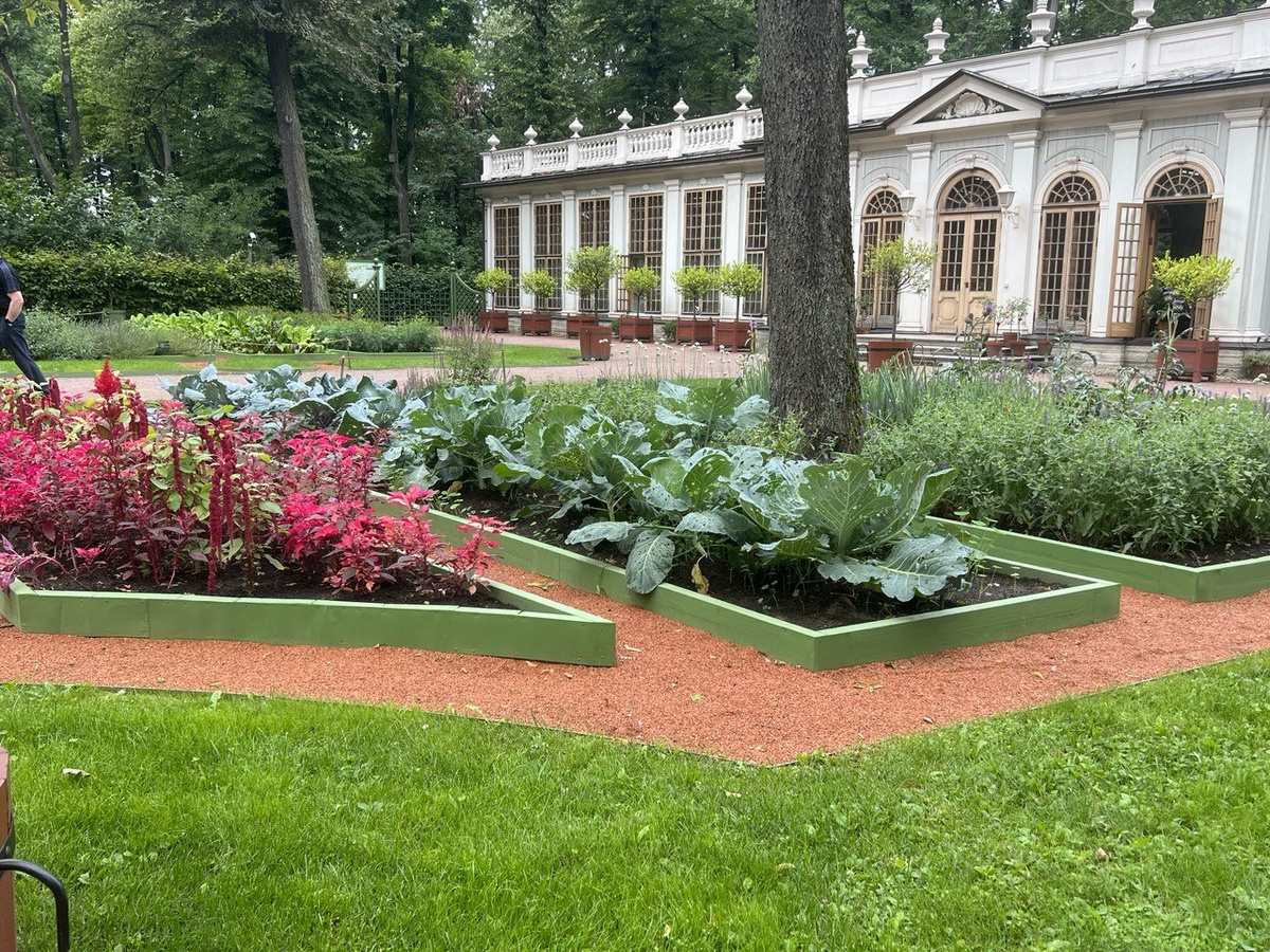 Амарант Овощной в «огороде Петра I». Фото автора канала Дом с кипарисами