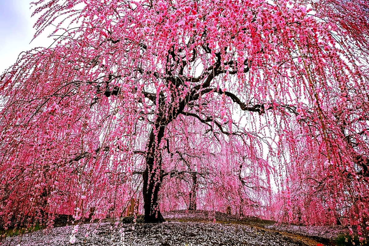 Когда цветут сады 