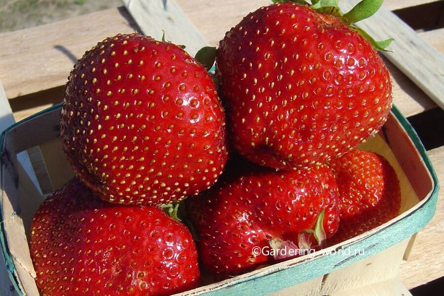 Клубника сорт "Максим"