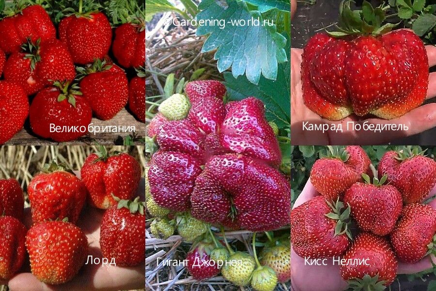 Сорта клубники, активно плодоносящие более 6-7 лет на одном месте.