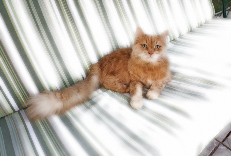 Товарищ Кот