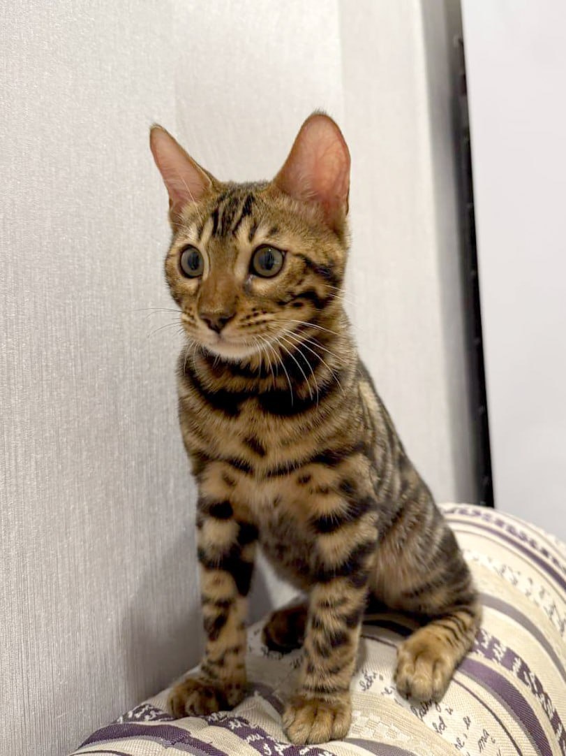 Джесси.  Фото. Telegram-канал «Моя Ветклиника»