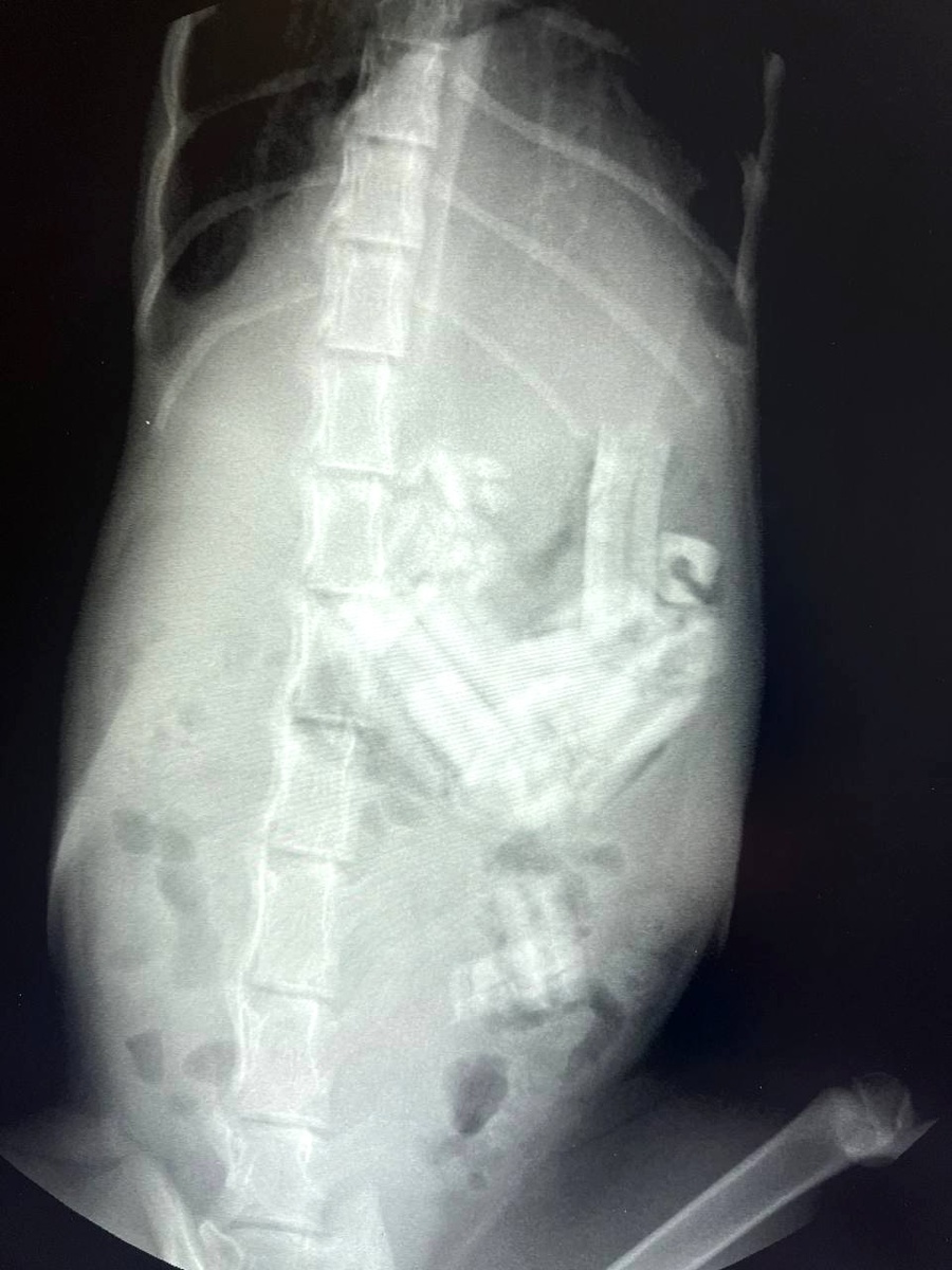 Рентген Джесси.  Фото. Telegram-канал «Моя Ветклиника»