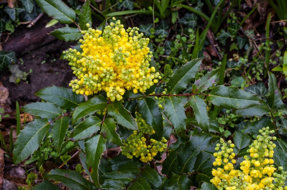    Магония падуболистная. Фото: istockphoto.com