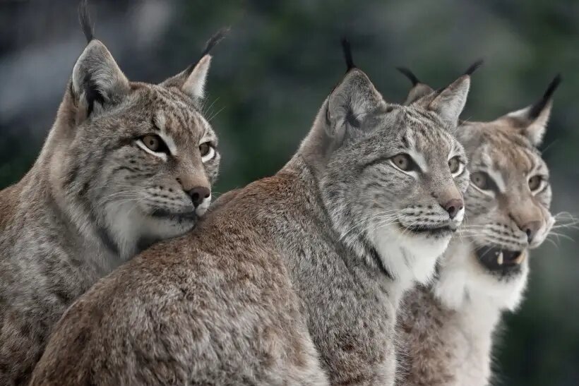     © РИА Новости. Кристина Кормилицына