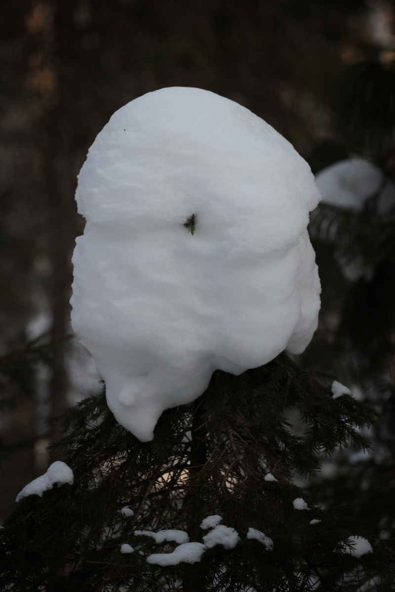Фото автора канала "Удивительный мир живой природы "