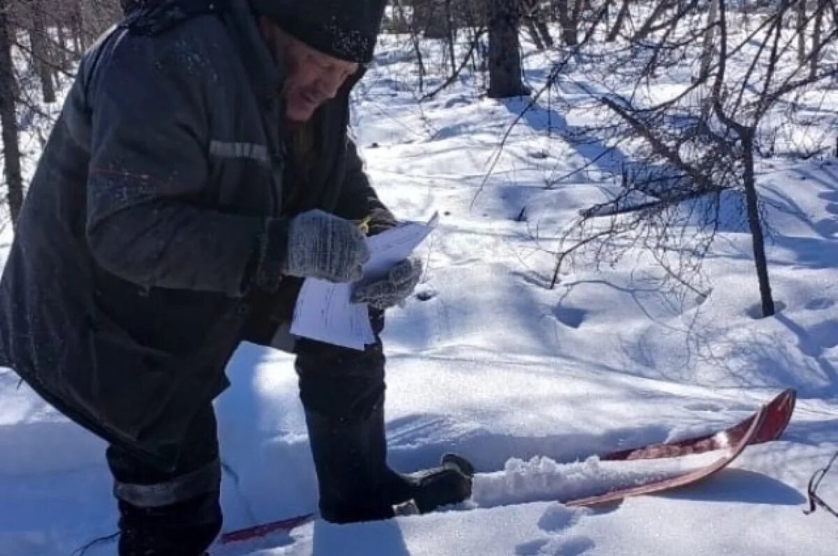    Лоси в бегах, кабаны под охраной – в Хабаровском крае пересчитали зверей
