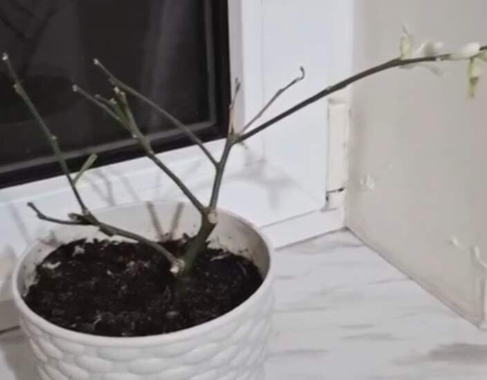    Фото: телеканал «ДОН 24» Редакция газеты "Наш край"