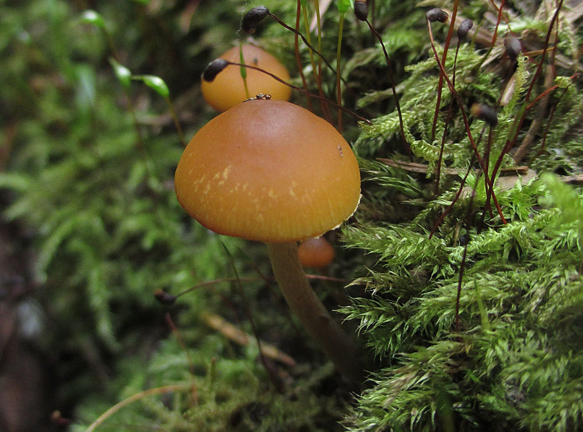 Не ешь, подумай