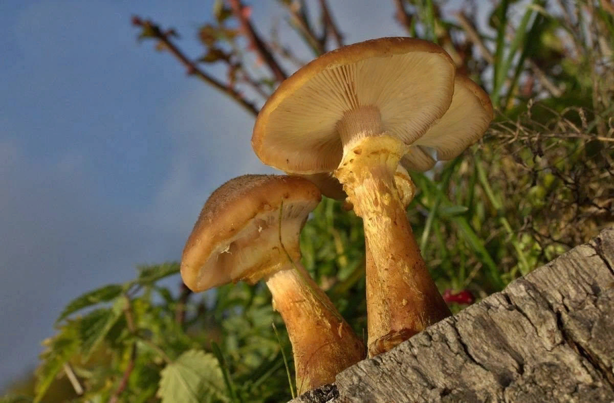 Опёнок толстоногий