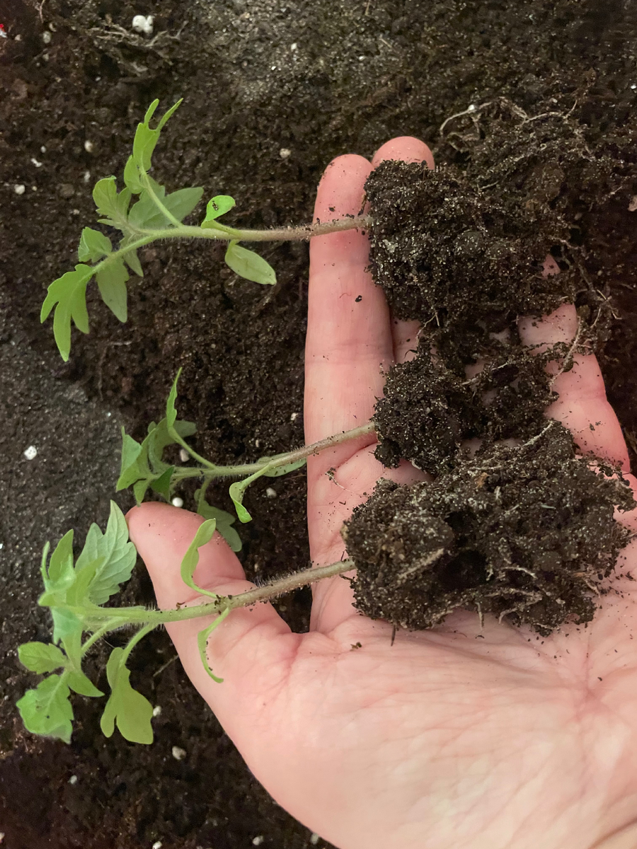 Месяц после всходов