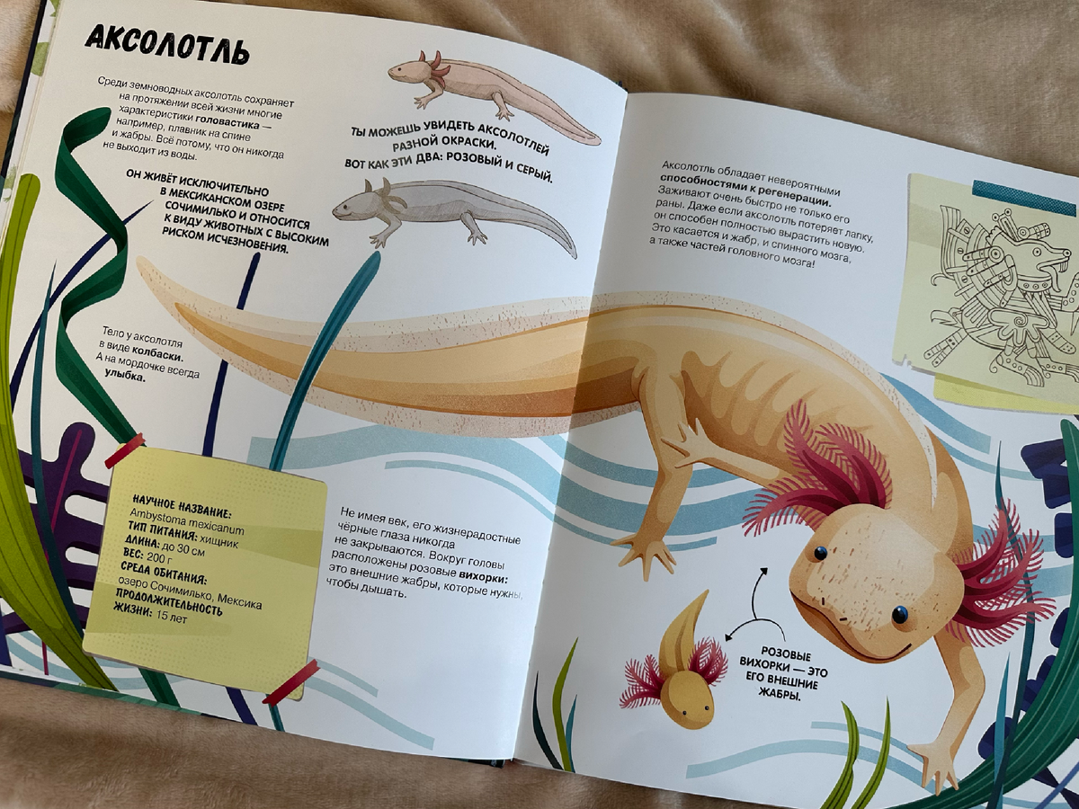 "Самые странные животне" рассказывает об аксолотле и других, листайте фото 