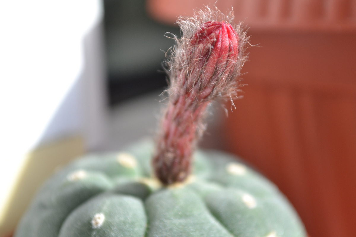 Нарастил свою забавную волосатую трубочку