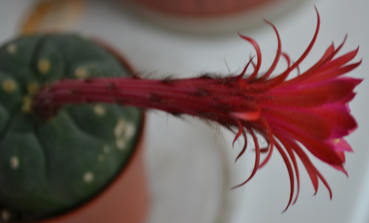 Возможно, он мог бы раскрыться ещё шире