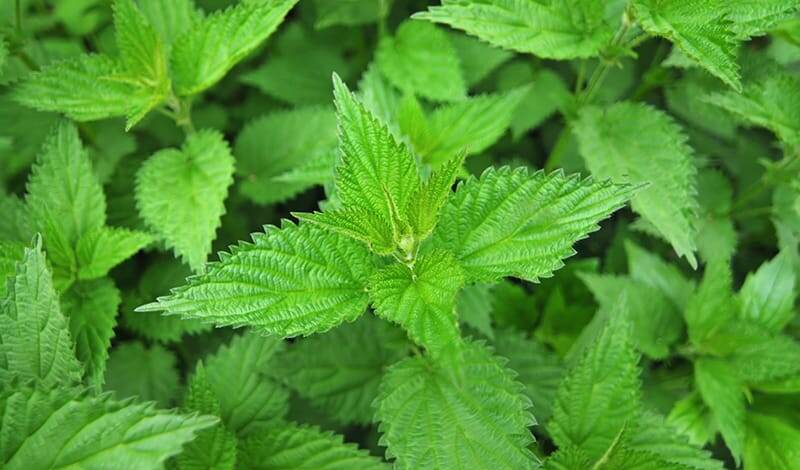 Крапива: скромный сорняк с огромной пользой