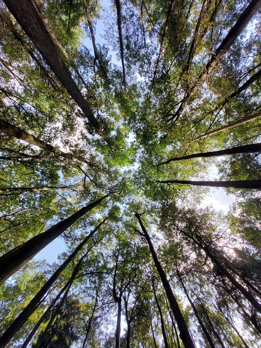 Усадьба Остафьево. Август 2021