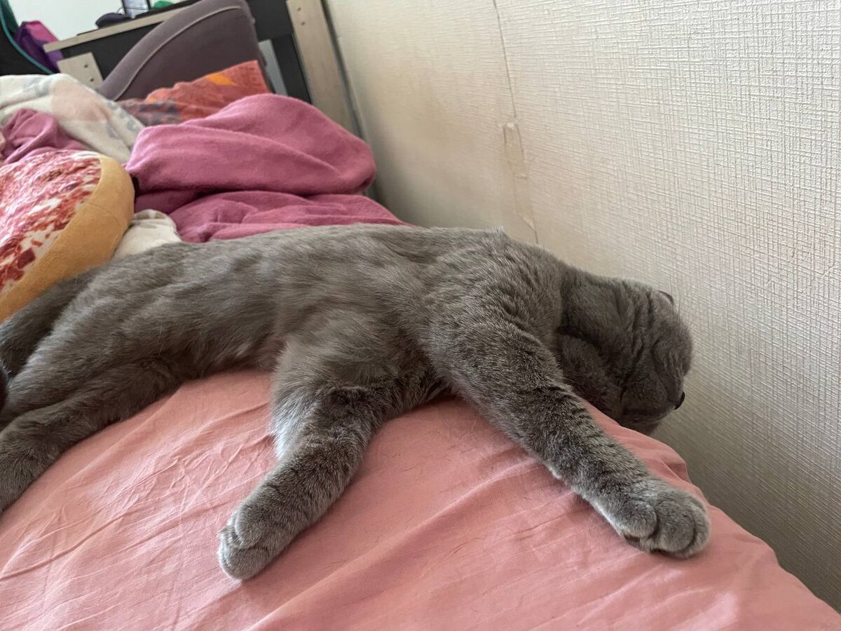 Такой мы ее забрали. Блеклая шерсть, очень худая