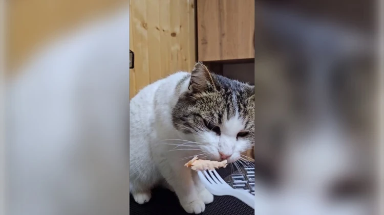 Фото. Telegram. Ветеринарная служба Ялта