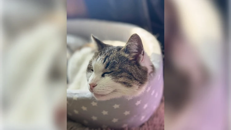 Фото. Telegram. Ветеринарная служба Ялта