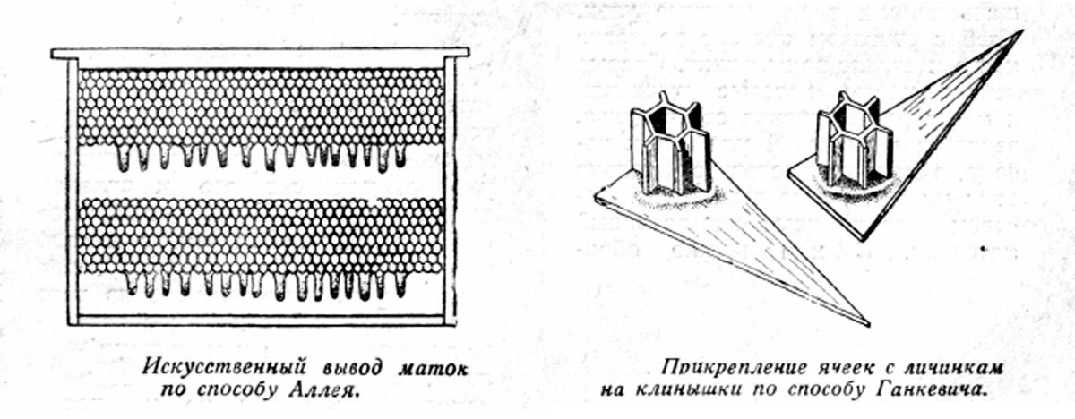изображение: журнал "Пчеловодство №4", 1946г.