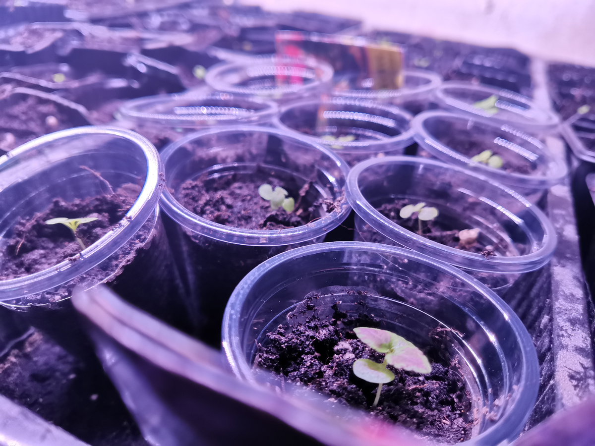 0.1 грамм семян колеуса со всхожестью 100%