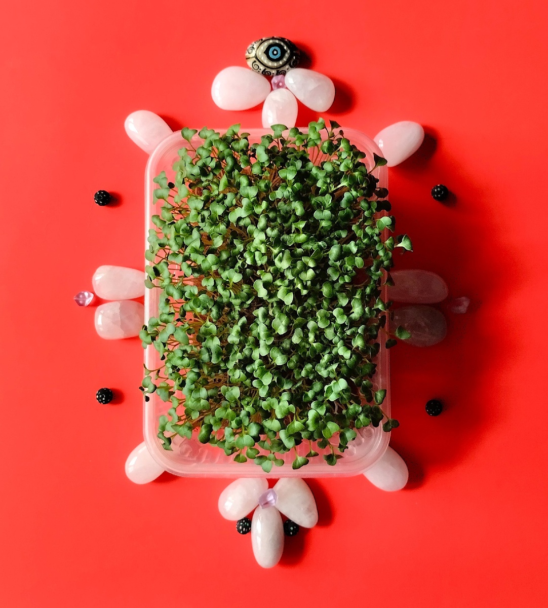  Микрозелень брокколи Калабрезе.