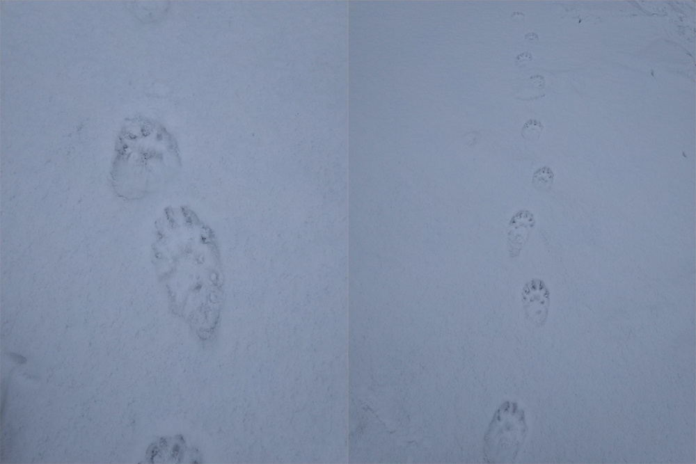     Фото: Нижне-Свирский государственный заповедник