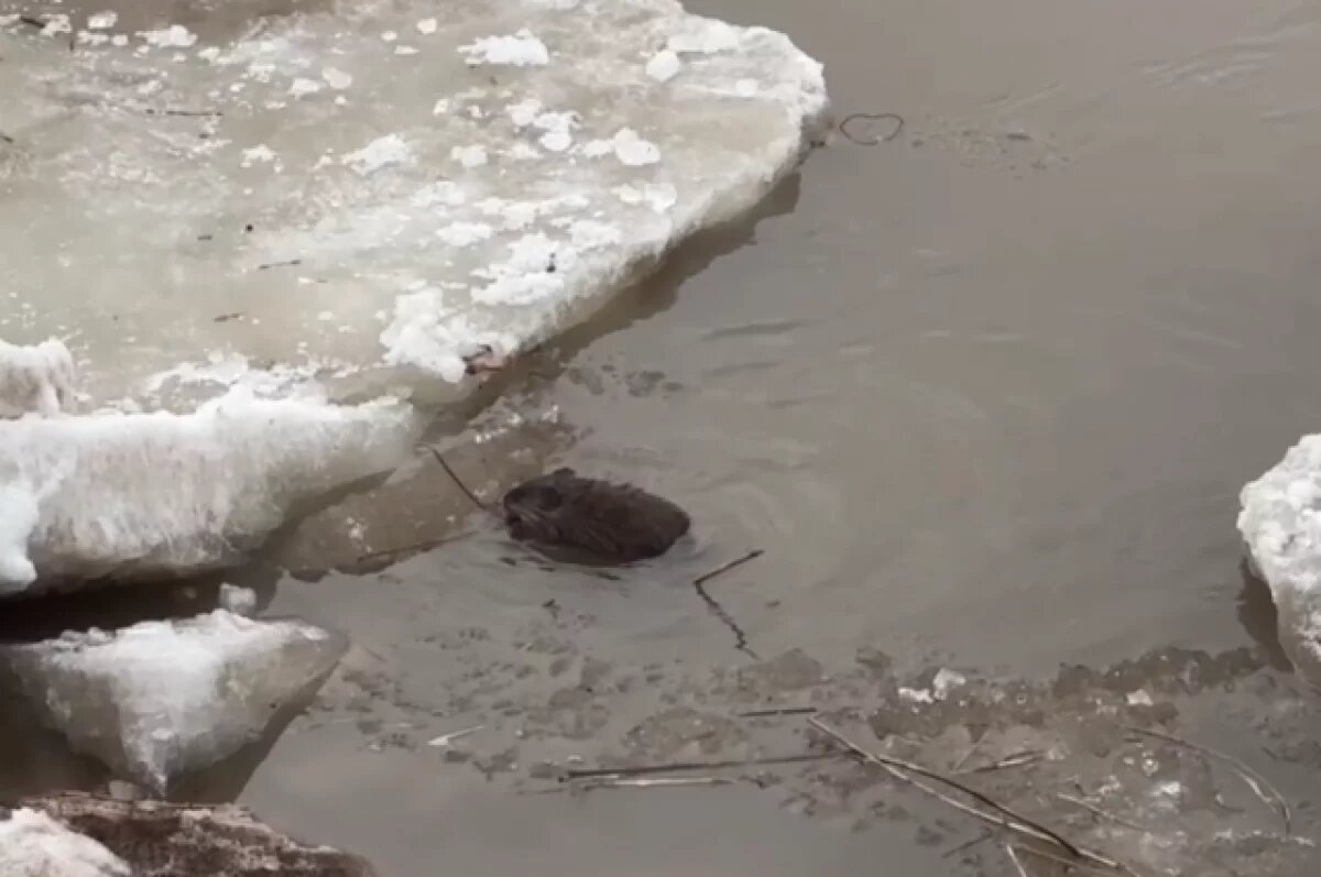    На Урале в Оренбурге засняли хлопочущих ондатр