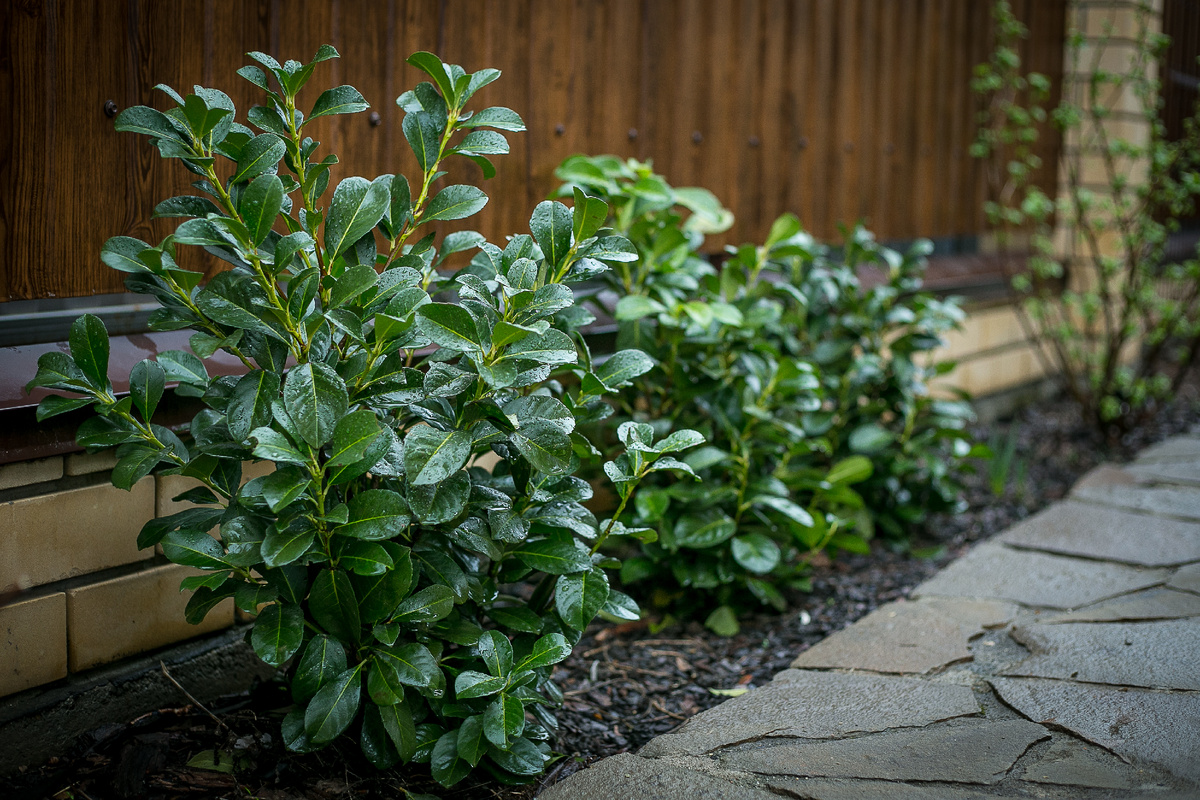 Автор фото Елена Якимова / Greenfingers