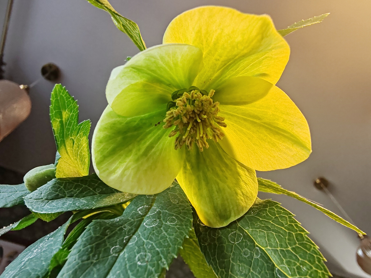 Традиционное для морозников фото снизу :)