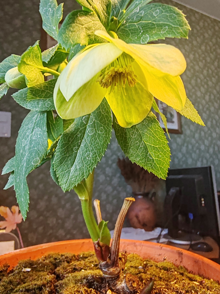 При свете желтой лампы  - чистое золото! Но на самом деле он бледно-зеленый.