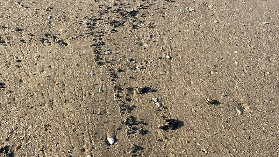 Фото: Оперативный штаб Краснодарского края