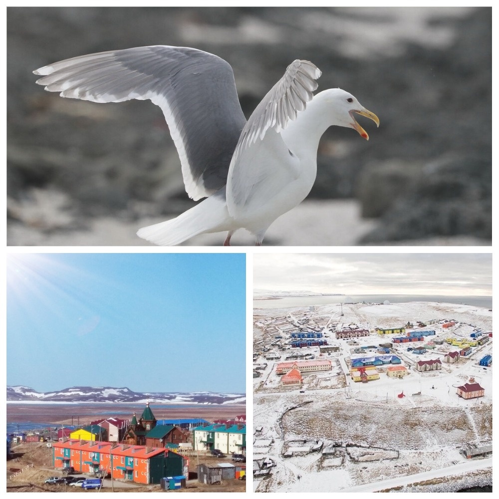 Чайки начинают весной вить гнезда на крышах домов в селе. 