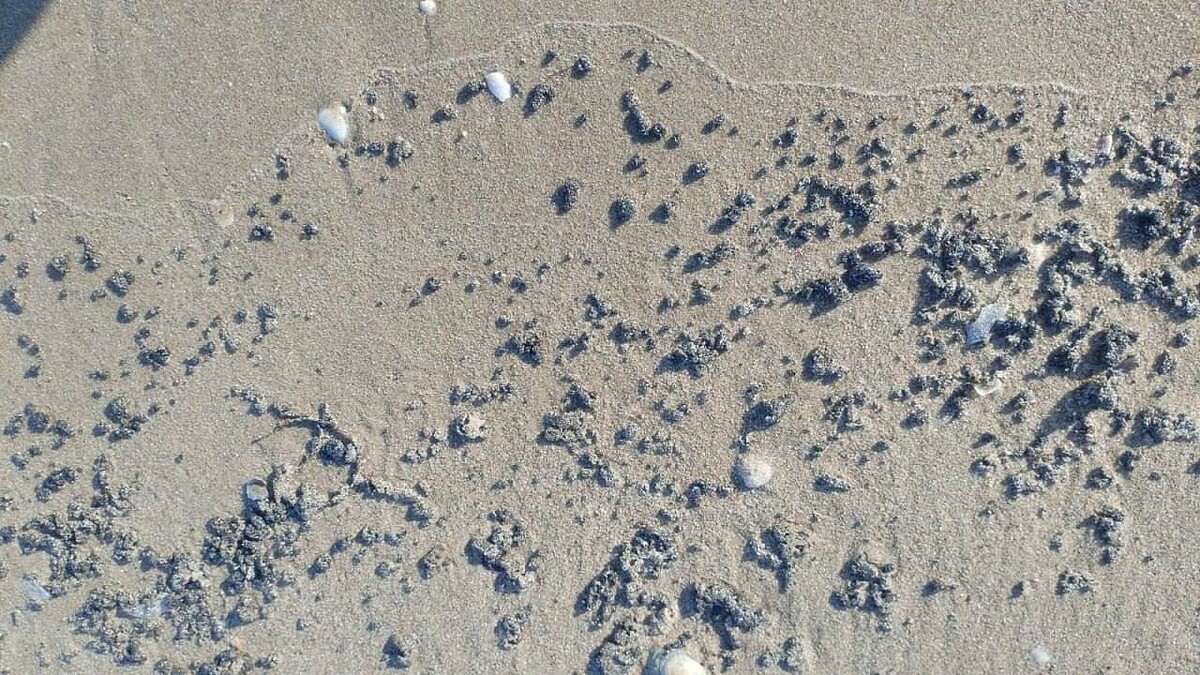    Фото: оперативный штаб Краснодарского края