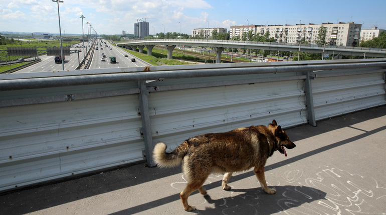    Фото: Baltphoto/ Андрей Пронин